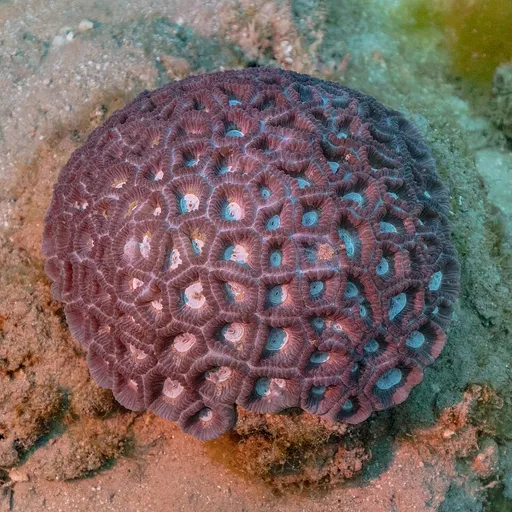 Brain Coral (Favia) (Favia)