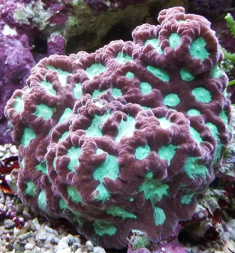 War Coral (Favites)