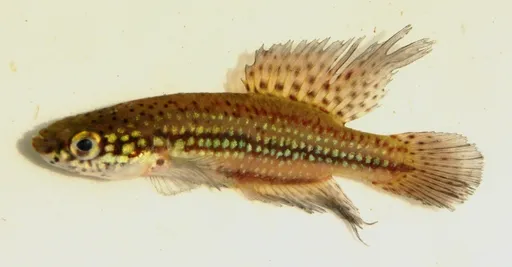 Fighting gaucho (Cynopoecilus melanotaenia)