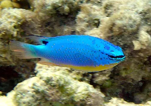 Fiji Blue Devil Damsel (Chrysiptera taupou)