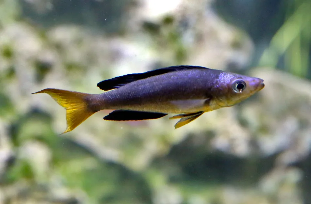 Finescale cyprichromis (Cyprichromis microlepidotus)