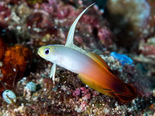 Firefish (Nemateleotris magnifica)