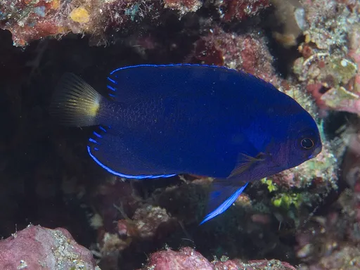 Fisher's Angelfish (Centropyge fisheri)