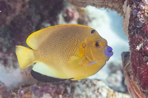 Flagfin Angelfish (Apolemichthys trimaculatus)