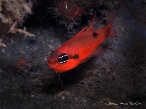 Flame Cardinalfish (Apogon maculatus)