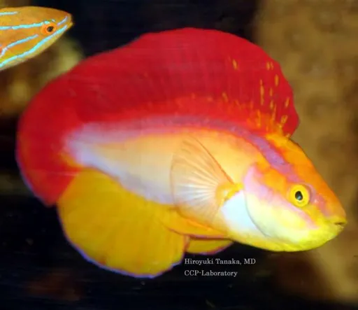 Flame Fairy Wrasse (Cirrhilabrus jordani)
