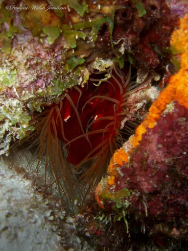 Flame Scallop (Ctenoides scaber)