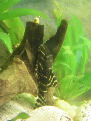 Flash Pleco (L204) (Panaqolus albivermis)