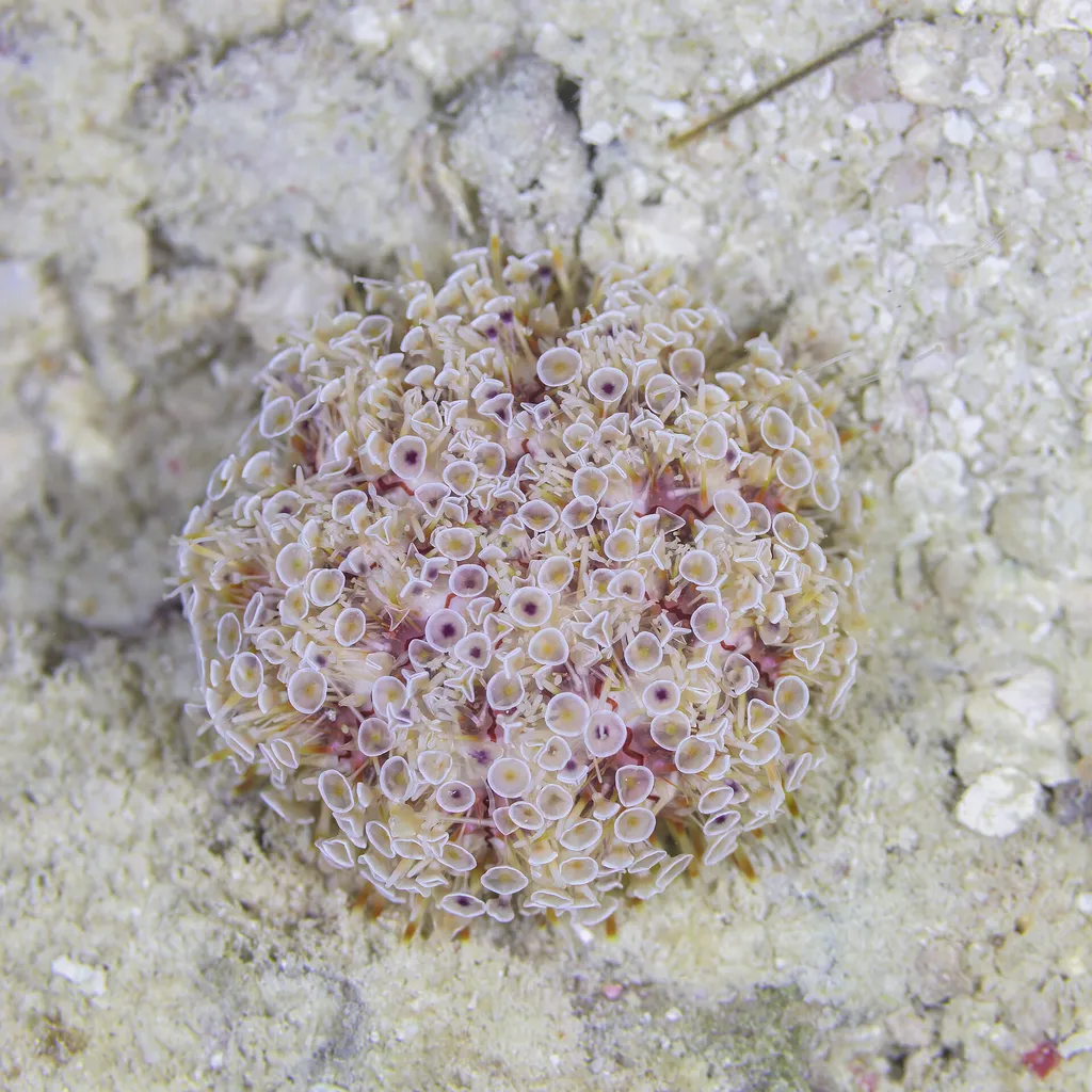 Flower urchin (Toxopneustes pileolus)