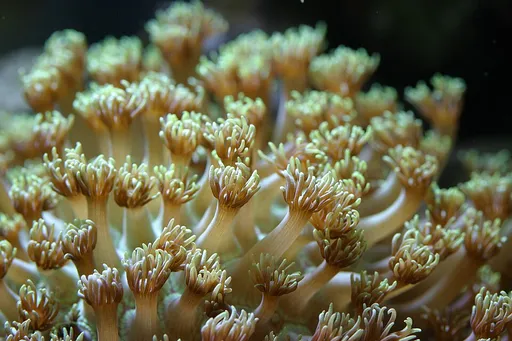 Flowerpot Coral (Goniopora)