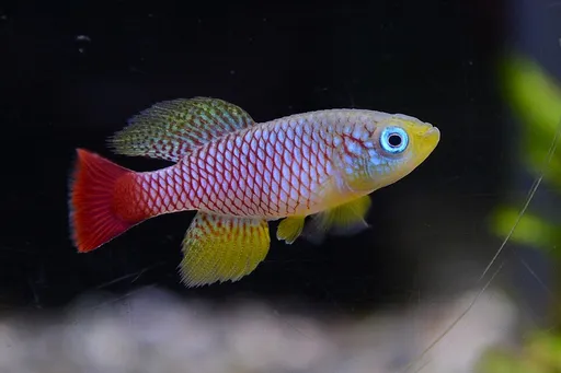 Foersch's notho (Nothobranchius foerschi)