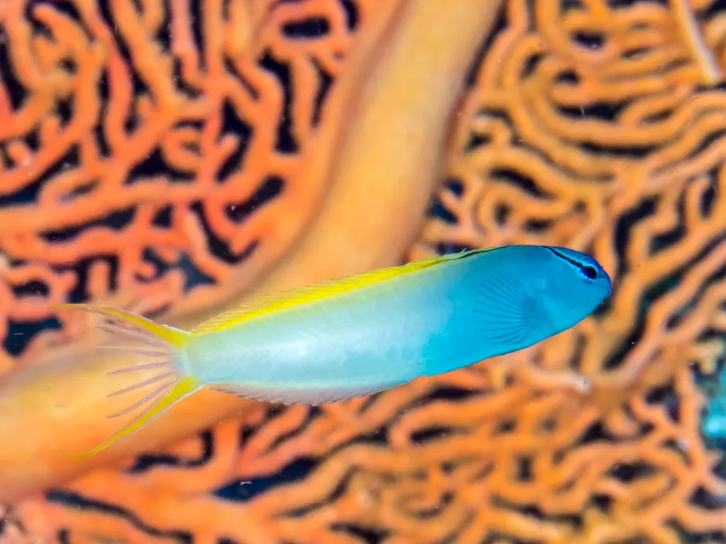 Forktail Fang Blenny (Meiacanthus atrodorsalis)