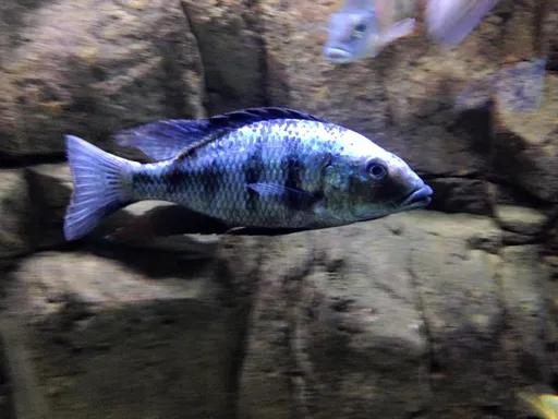 Malawi sand diver (Fossorochromis rostratus)