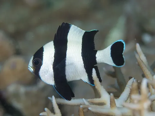 Four-Stripe Damsel (Dascyllus melanurus)