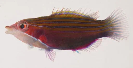 Fourline Wrasse (Pseudocheilinus tetrataenia)