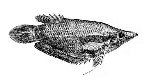 Frail gourami (Ctenops nobilis)
