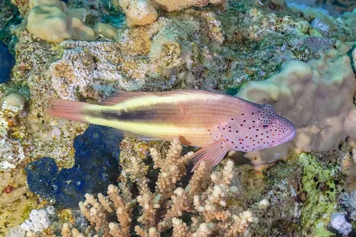 Freckled Hawkfish (Paracirrhites forsteri)