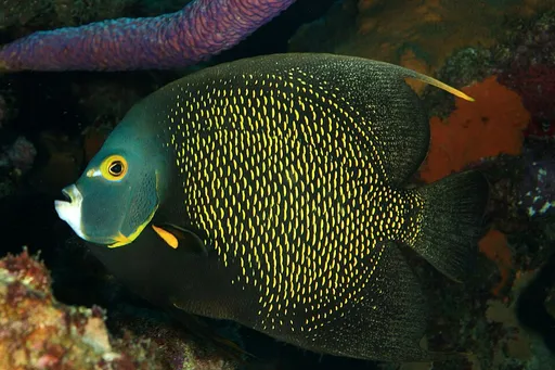 French Angelfish (Pomacanthus paru)