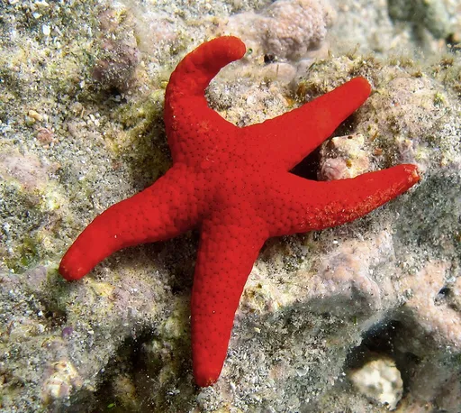 Fromia Star (Fromia milleporella)