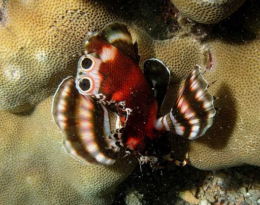 Fu Manchu lionfish (Dendrochirus biocellatus)