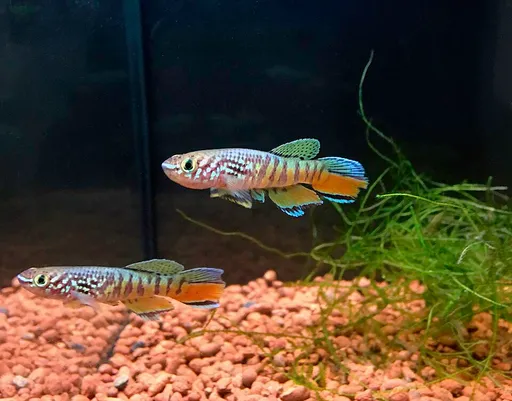 Blue gularis (Fundulopanchax sjoestedti)