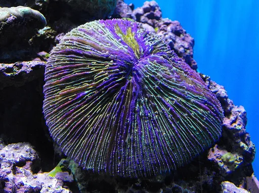 Plate Coral (Fungia)