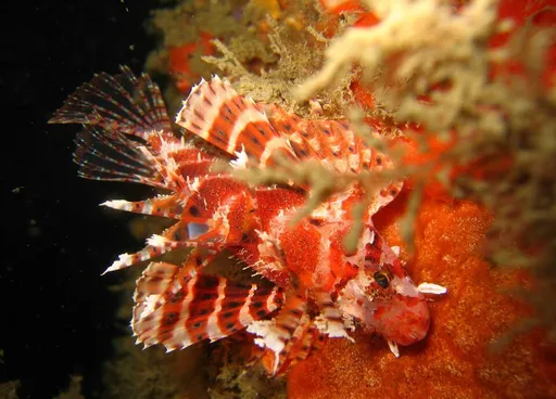 Fuzzy Dwarf Lionfish (Dendrochirus brachypterus)