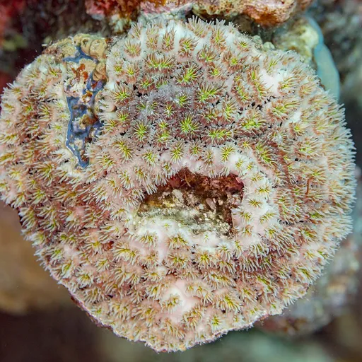 Galaxy Coral (Galaxea)