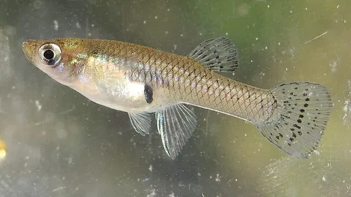 Eastern mosquitofish (Gambusia holbrooki)