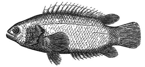Gangetic climbing perch (Anabas cobojius)