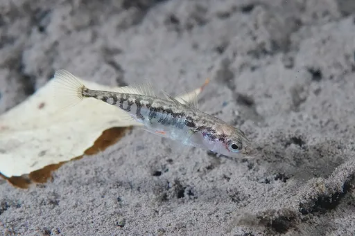 Three-spined stickleback (Gasterosteus aculeatus)