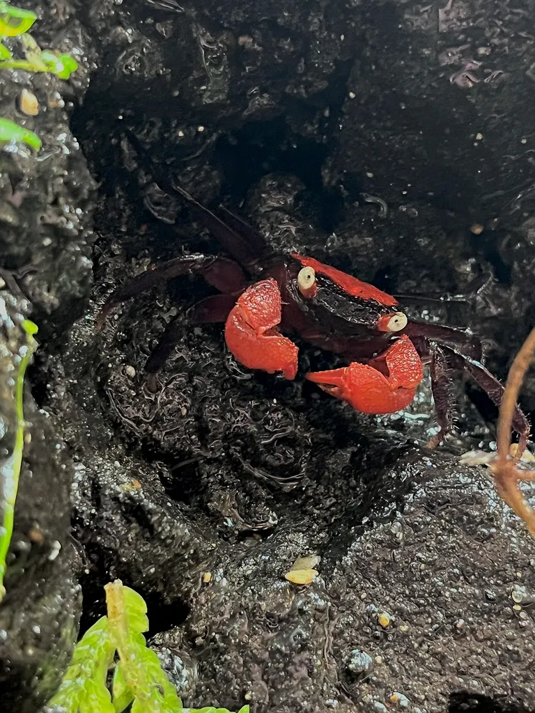 Red vampire crab (Geosesarma hagen)