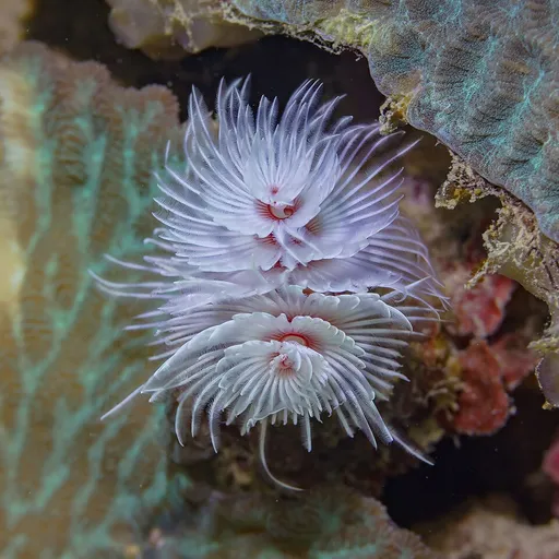 Giant Feather Duster (Sabellastarte spectabilis)