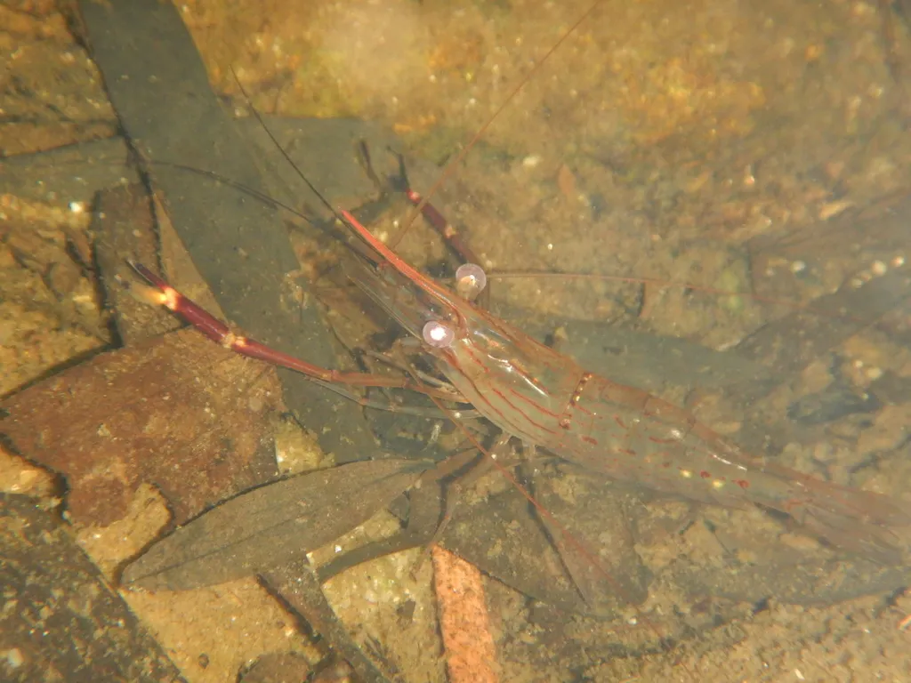 Giant freshwater prawn (Macrobrachium spinipes)