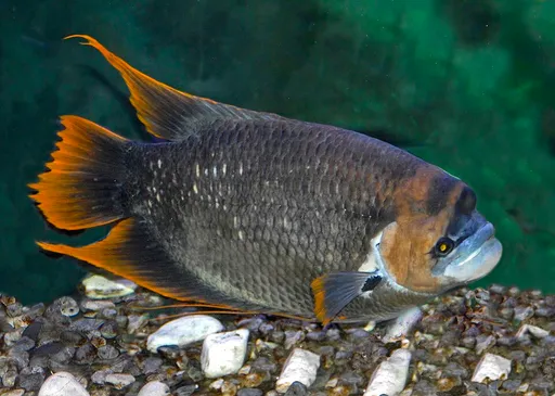 Giant red tail gourami (Osphronemus laticlavius)