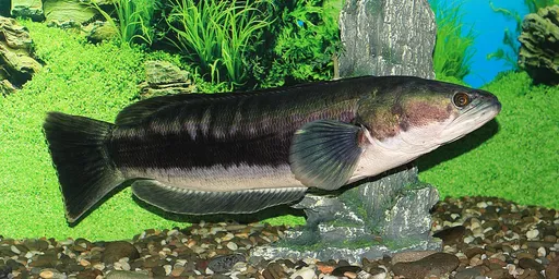 Giant snakehead (Channa micropeltes)