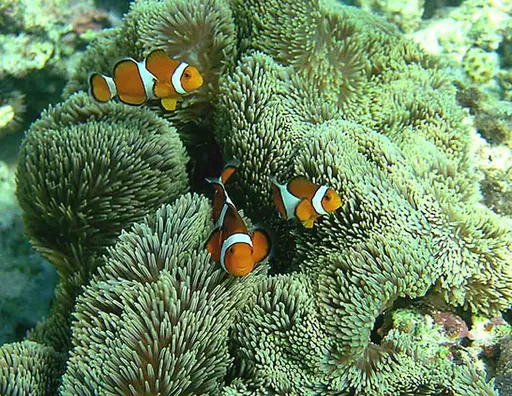 Gigantea Carpet Anemone (Stichodactyla gigantea)