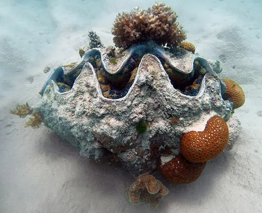 Gigas Clam (Tridacna gigas)