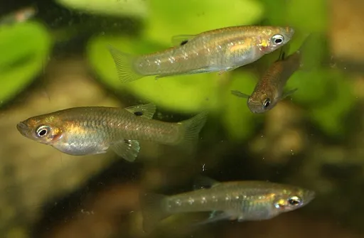 Metallic livebearer (Girardinus metallicus)