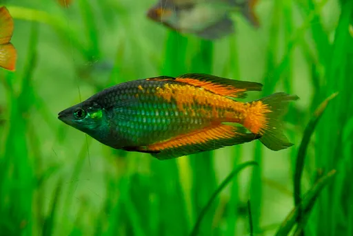 Sepik rainbowfish (Glossolepis multisquamata)
