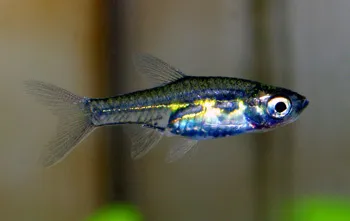 Glowlight carplet (Horadandia atukorali)