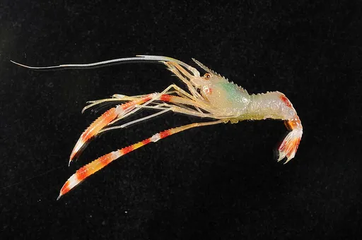Gold Coral Banded Shrimp (Stenopus scutellatus)