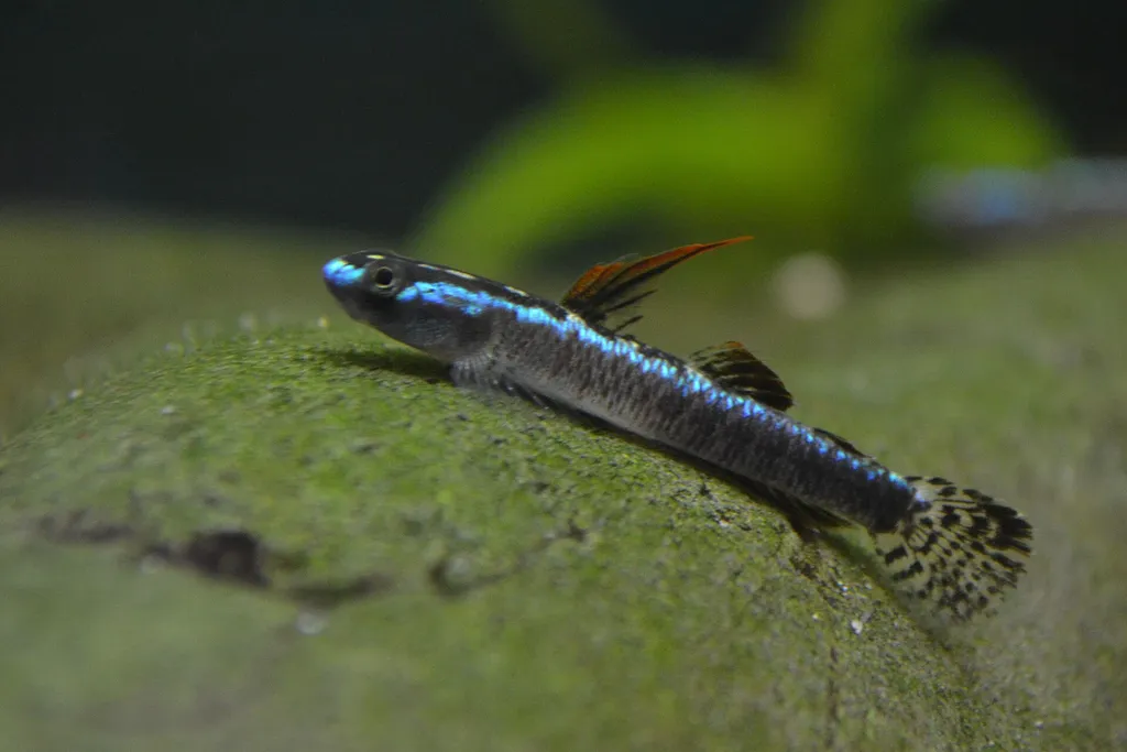 Gold neon dwarf goby (Stiphodon percnopterygionus)