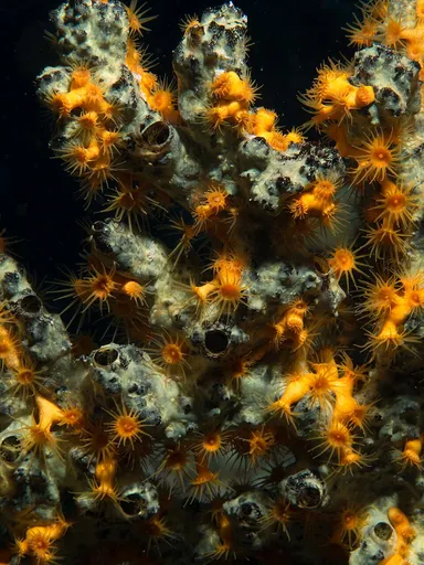 Gold Polyps (Parazoanthus swiftii)