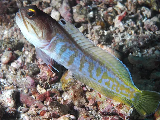 Gold-Specs Jawfish (Opistognathus randalli)