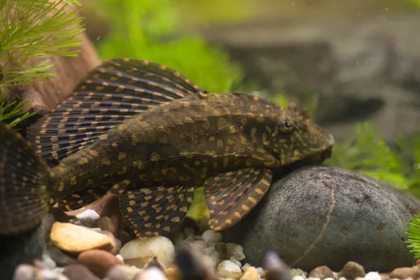 Gold spot sailfin pleco (Pterygoplichthys joselimaianus)