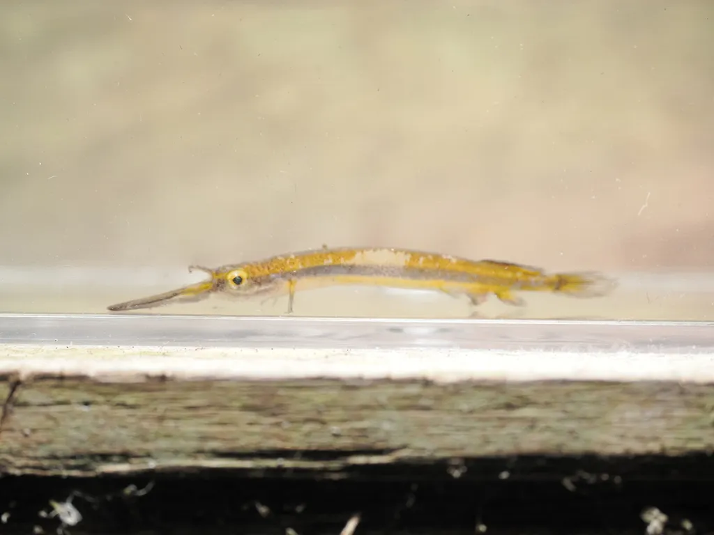 Gold-spotted halfbeak (Hemirhamphodon chrysopunctatus)