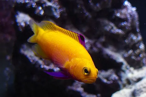 Golden Basslet (Gramma dejongi)