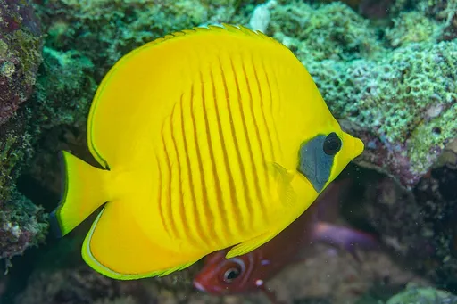 Golden Butterflyfish (Chaetodon semilarvatus)
