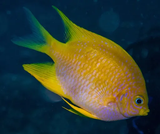 Golden Damselfish (Amblyglyphidodon aureus)